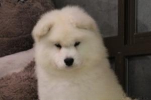 一两个月的萨摩耶幼犬为什么总爱咬人?