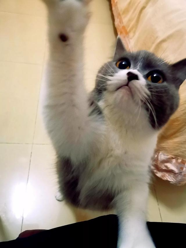 新到家的小猫,一直叫,该怎么办?