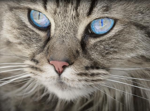 猫为什么喜欢咬人?-动物百科