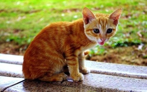 造成猫咪软便的原因有哪些，猫咪的软便能改善好吗？