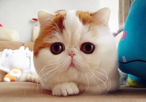 猫忌讳吃什么?