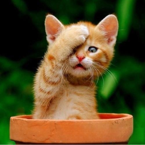 猫咪有时为何没睡着也打呼噜?