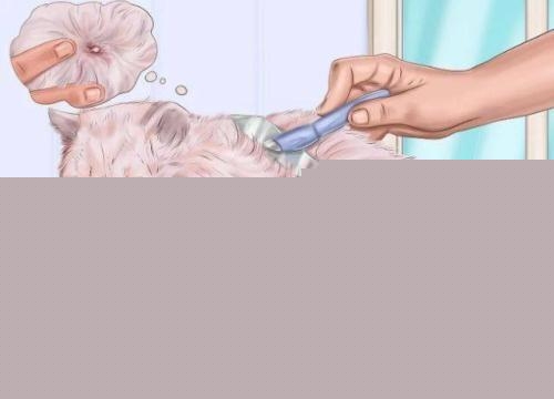 给猫咪洗了澡以后就开始拉稀，怎么办？