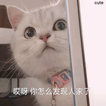 小猫的外形和有趣在那里?