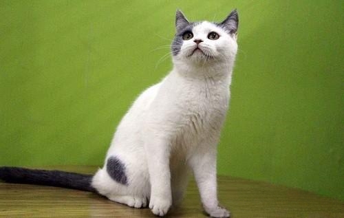 猫咪受伤后自己下水，猫咪伤口碰了水有事吗？