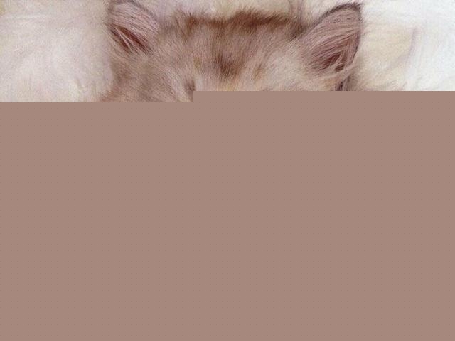 养猫怎么保持家里干净？