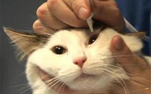 我家猫右眼睛老出水而且眼屎糊在眼睛上怎么办？
