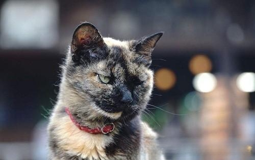 造成猫咪软便的原因有哪些，猫咪的软便能改善好吗？