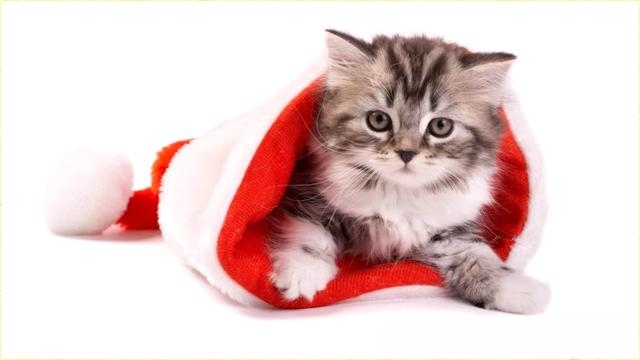 猫的嘴唇烂了是怎么回事？猫的嘴唇烂了是怎么？