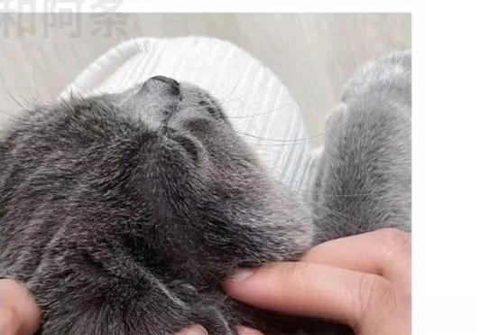 我家小猫耳朵里很脏,怎么办?