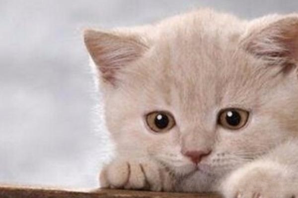 小猫得了猫鼻支怎么办？