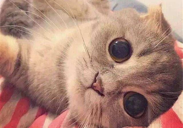 夜晚，猫的眼睛为什么会发亮？