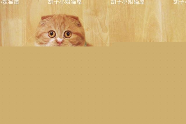 最近给猫咪买了各种猫粮，想调换着给它吃，经常换粮对猫咪好吗？