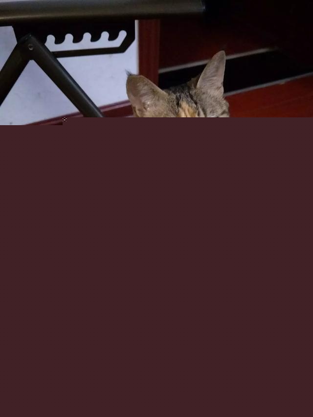 我家的小猫太活跃了，像多动症一样怎么办呀？