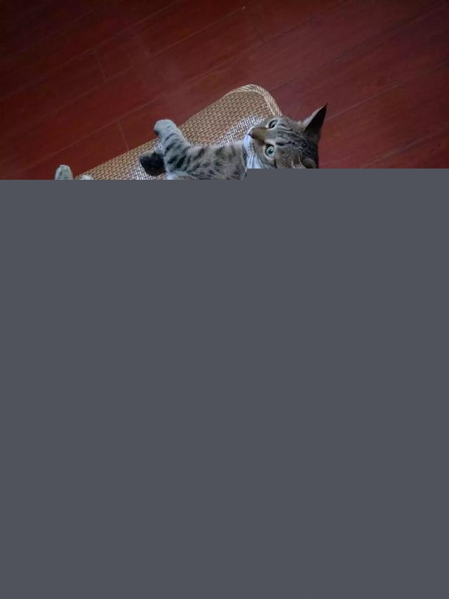 我家的小猫太活跃了，像多动症一样怎么办呀？