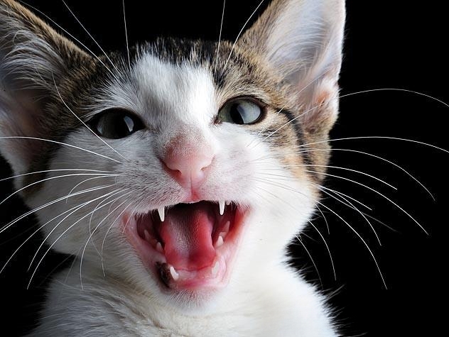 猫的嘴唇烂了是怎么回事？猫的嘴唇烂了是怎么？