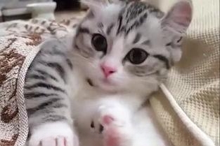 给猫咪洗了澡以后就开始拉稀，怎么办？