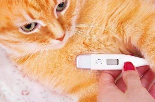 小猫得了猫鼻支怎么办？