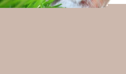 猫咪吐不出毛球会有什么反应，该怎么办？