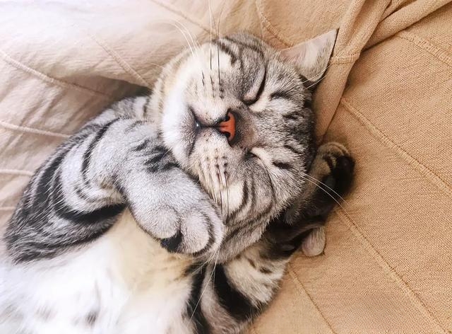 如何让猫喜欢一个新窝?