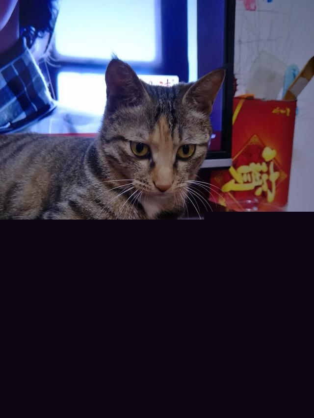 我家的小猫太活跃了，像多动症一样怎么办呀？