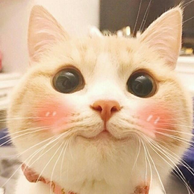 猫咪有时为何没睡着也打呼噜?