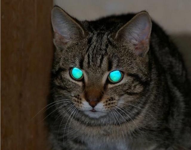 夜晚，猫的眼睛为什么会发亮？