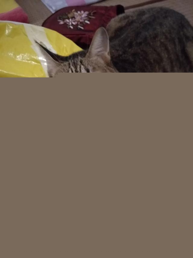 我家的小猫太活跃了，像多动症一样怎么办呀？