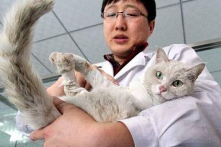 猫咪喝水不多却尿很多次怎么回事?