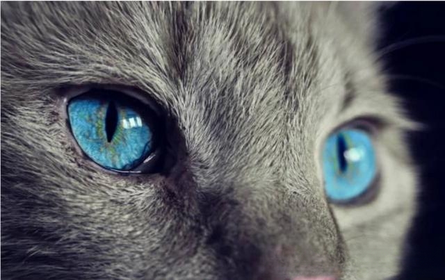 夜晚，猫的眼睛为什么会发亮？