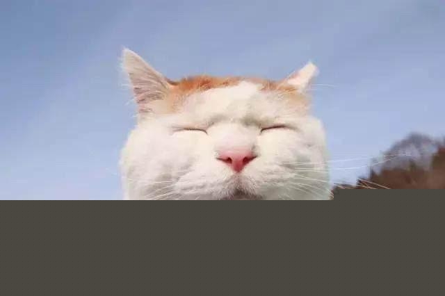 猫在日本为何有如此高的地位？