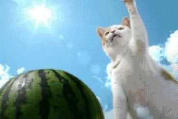 天气很热,猫咪喝水却比平时少。为什么?急!谢谢?