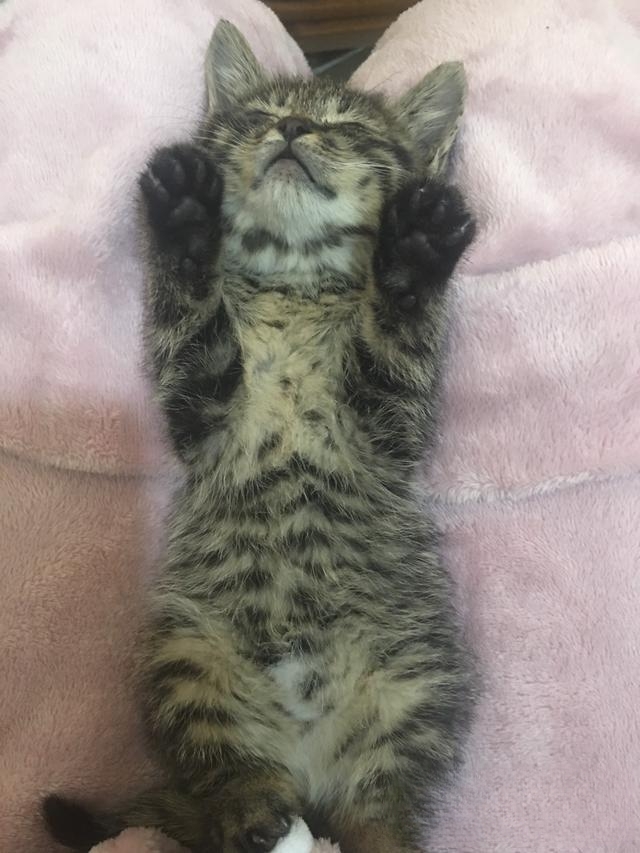 求助,猫咪是只尿床精该怎么办?