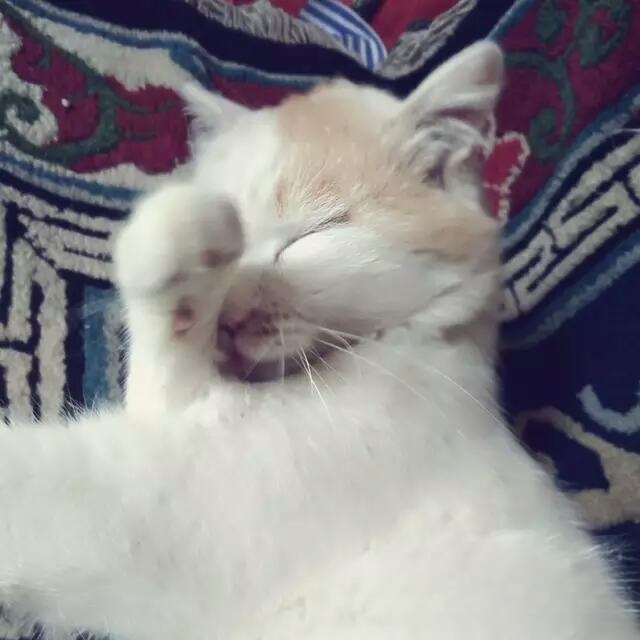 猫用那个部位洗脸?