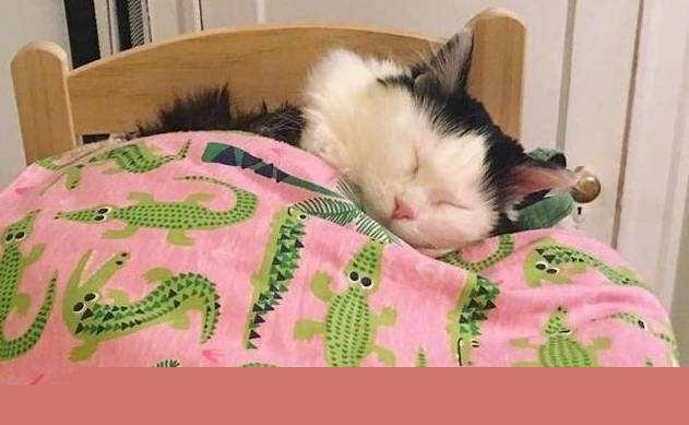 给猫咪洗了澡以后就开始拉稀，怎么办？