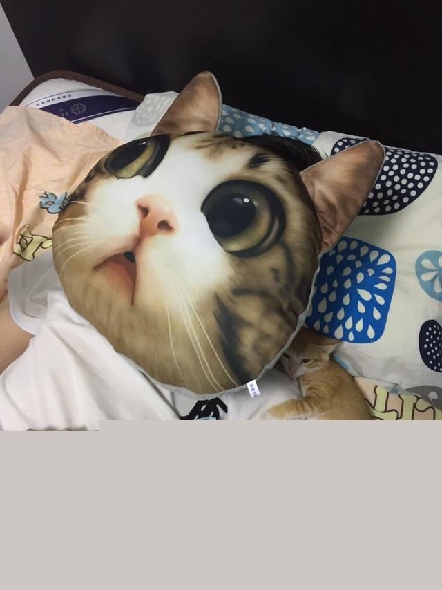 一个月的小猫怎么养活，一个月的猫能养活吗？