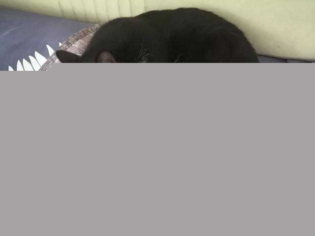 怎么判断猫咪是否信任你?