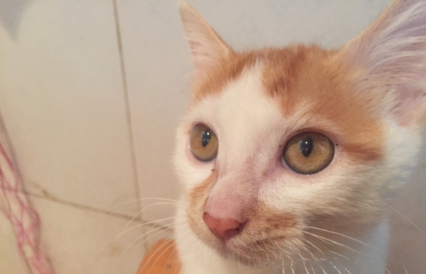 猫有眼屎怎么办?