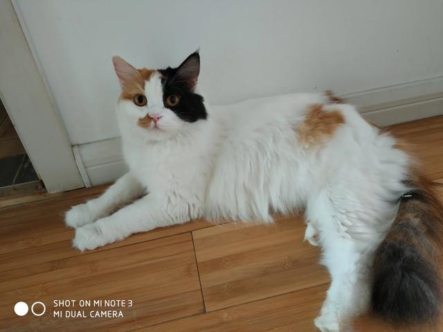 女友朋友圈全是猫咪图片,能看出她是什么类型的人吗?