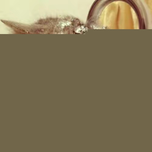 猫咪大便干燥怎么办?