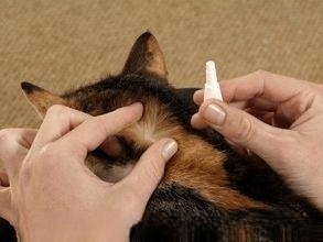 猫驱虫的正确方法？