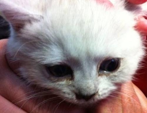 家猫最近总是哭,家猫哭好厉害一直流泪,该怎么办?