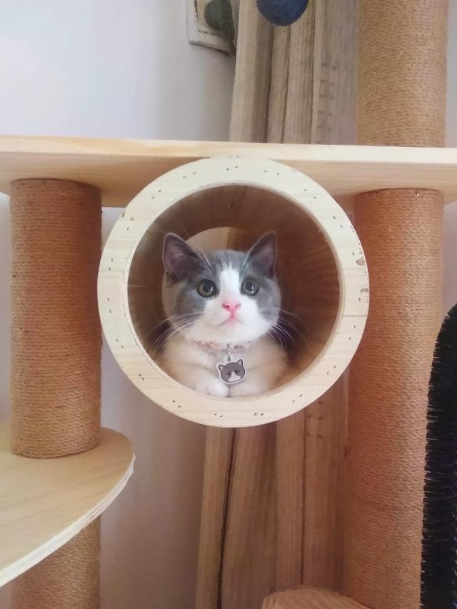 怎样与陌生的猫沟通?