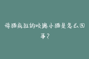 母猫疯狂的咬踢小猫是怎么回事?