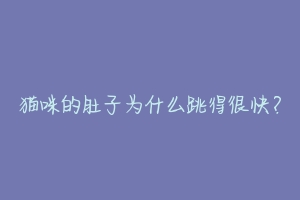 猫咪的肚子为什么跳得很快?