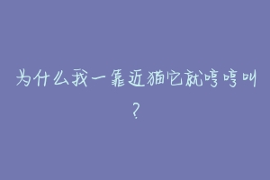 为什么我一靠近猫它就哼哼叫？