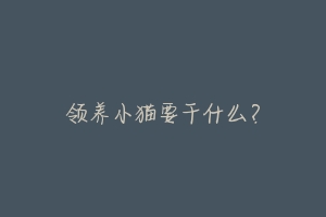 领养小猫要干什么?