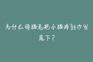 为什么母猫老把小猫掉到沙发底下?