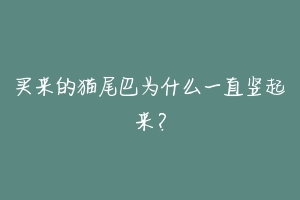 买来的猫尾巴为什么一直竖起来？