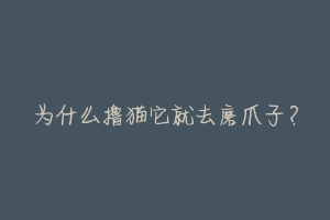 为什么撸猫它就去磨爪子?